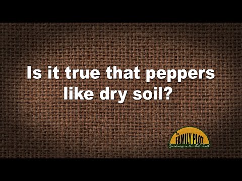 Q&A – Is it true that peppers like dry soil?