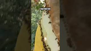 Download lagu honey bees with very beautiful honey #shortvideo #shorts #short #lebahapisdorsata mp3