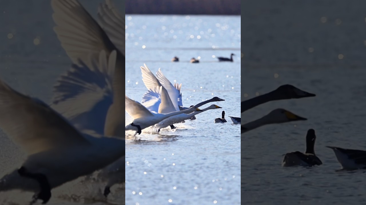 这一家五口一大早就准备北迁了吗 #birds #goose #animals #wildlife #nature #duck