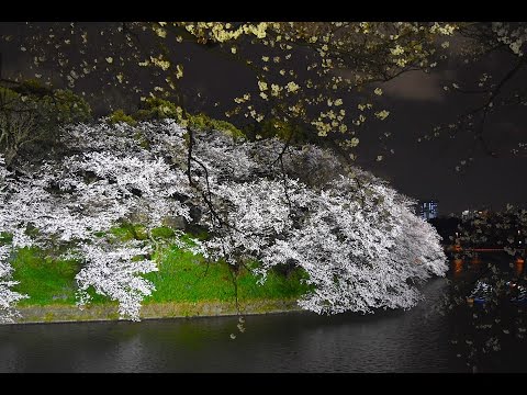 Japan Travel: Cherry Blossoms at Chidorigafuchi - Tokyo's Best Sakura Spot