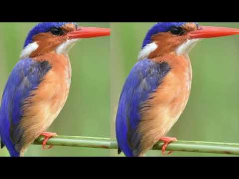 Wildlife safaris 
