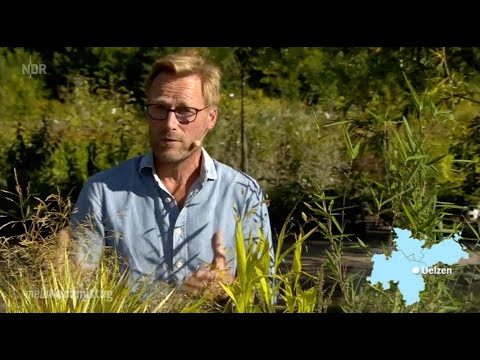 NDR Mein Nachmittag – Ziergräser für den Garten