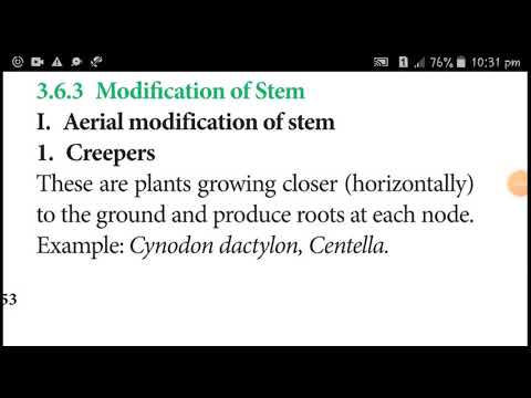 Vegetative morphology