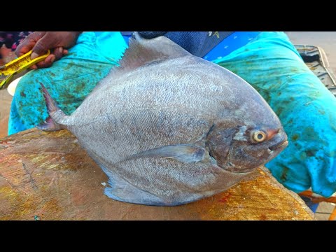 GIANT Black Pomfret Fish Slice Cutting / Fish Cutting Skill / world Biggest Fish Market / CT 360*🔪