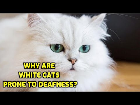 Why Are White Cats More Likely To Be Deaf?