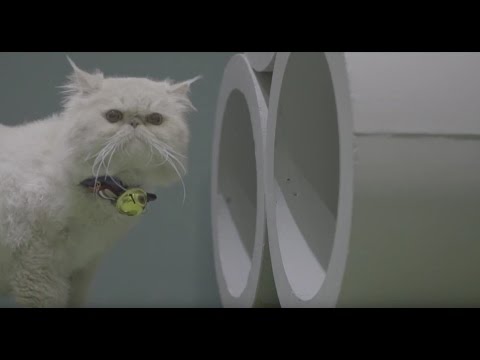 Xcape Funtasy Cat Video - The Best Reality Room Escape Game in Singapore