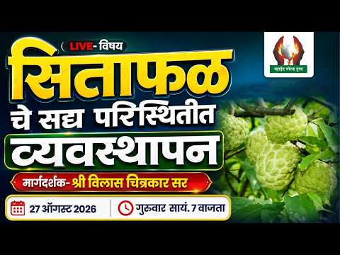 सिताफळ चे सद्य परिस्थितीत व्यवस्थापन