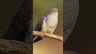 Download lagu Begini suara burung kedasih atau cuckoo #cuckoo #kedasih #shorts mp3 Download lagu Begini suara burung kedasih atau cuckoo #cuckoo #kedasih #shorts mp3