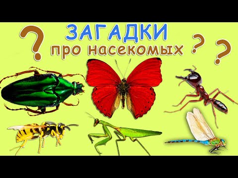 Загадки про НАСЕКОМЫХ. Угадай насекомых. Развивающий детский  мультик загадка