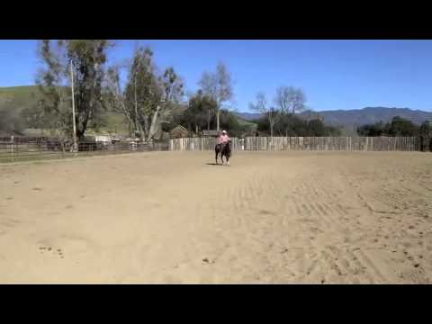 Tanya filly Ted Robinson For Sale