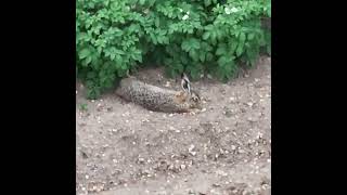 Thermal Drone Scan with DJI M4T Zoom & Wide-Angle Test