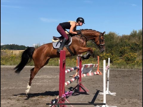 NEW TALENTED STAR-CASOLITO, 2015, gelding, holsteiner, by Clarcon (Casall)