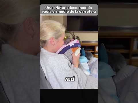 Una criatura desconocida yacía en medio de la carretera. #animales #animals