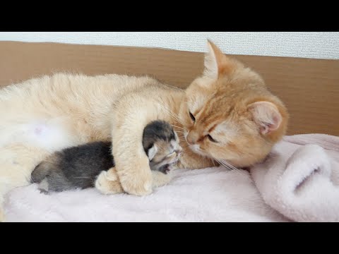 Mother cat always wants to touch the kitten