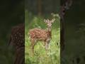 The Sound Of A Female Deer In The Forest Shorts Deer Wildlife