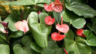 La feria de las flores Lyrics English Translation