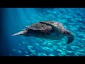 Live Open Sea Cam - Monterey Bay Aquarium