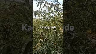 Download lagu Kacang Gude dilahan kering mp3