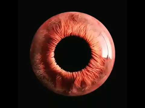 Iris Movements