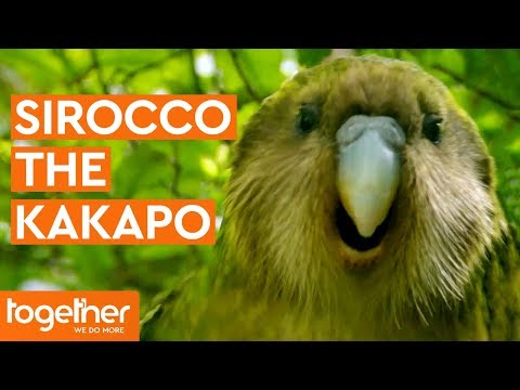 Sirocco the Kakapo Gets Frisky with Mark Carwardine | Last Chance to See