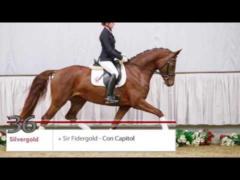 36  Silvergold Stute v. Sir Fidergold - Con Capitol