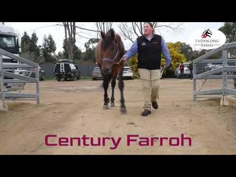 Century Farroh Arrives at Llowalong Farm