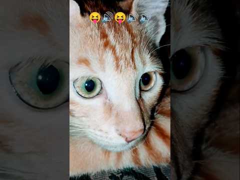 cat sound attract 🐱realistic multiple‌  #billimeow#billikiawaz #funny#billi #shortsfeed #catvideos