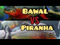Himpunan Ikan Hias Indonesia Pihi