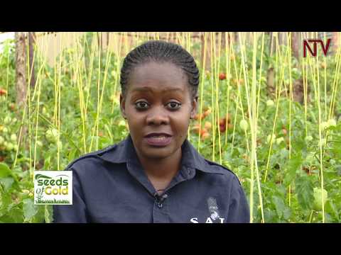 SEEDS OF GOLD: How to make millions from tomato farming