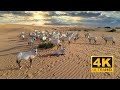 Arabian Oryx Telal Resort Conservation Abu Dhabi Al Ain