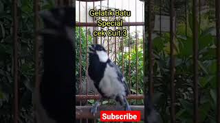 Download lagu Gelatik Batu gacor Special mp3 Download lagu Gelatik Batu gacor Special mp3