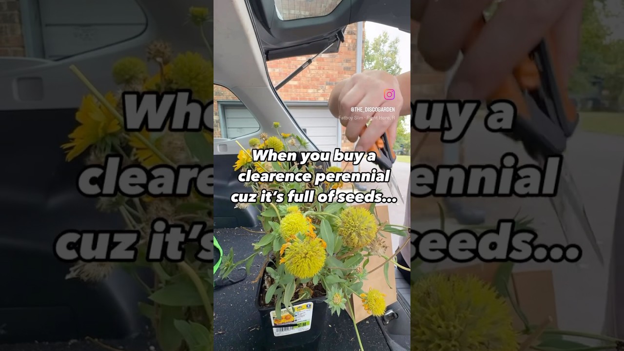 Is there seed savers anonymous? I may have a problem! #seedsavers #backyardgarden #perennial