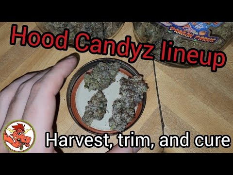 Hood Candyz; harvest trim and cure, by Solfire Gardens