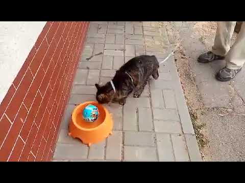 Kot, który został zrobiony w balona;)