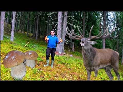 PLOUĂ CU HRIBII ÎN MUNȚII APUSENI 🍄 ÎNCONJURAT DE CERBI – MOMENT FANTASTIC | EP. 54