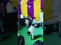 डिजे मारू वाघे ️ Viral Trending Youtubeshorts Shortvideo Explorepage Expre