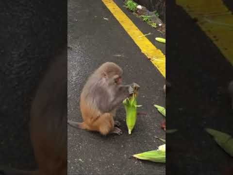 Feeding green maiza!! #fullpublic #foryou #monkeybehavior #animals #public #foryoupageofficiall