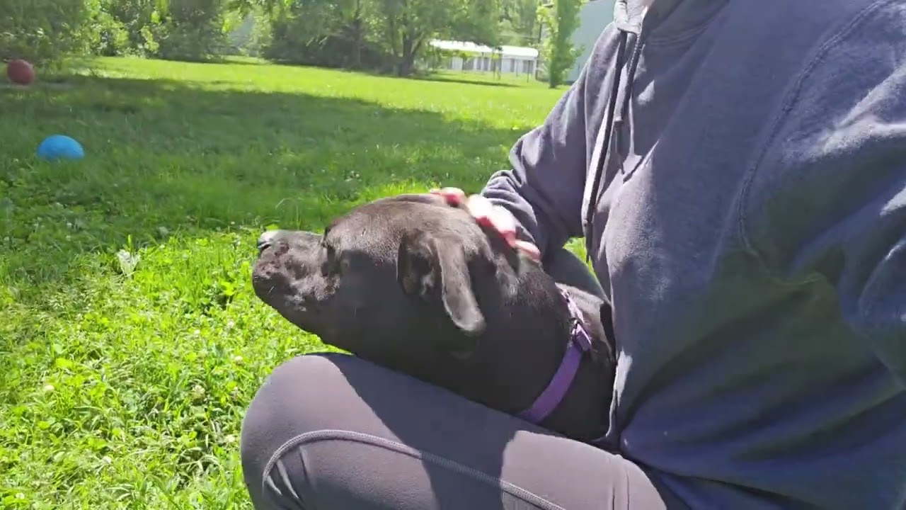 Enlarge Jinni, a Adoptable Pit Bull Terrier in Columbia, MO video 6/6