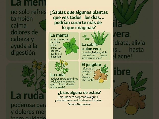 Vídeo relacionado con Hierbas curativas de la montaña- Set de regalo de semillas con 6 tradicionales plantas medicinales