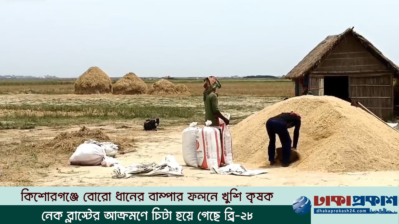 আঠাশ ধানে মাথায় হাত হাওরের কৃষকদের
