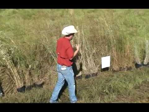 Broomsedge: Management & Current Research (part 4 of 4)