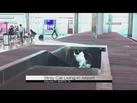 Stray cat living in Dallas airport