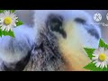 Dinosaurios Dos Terribles Go Eco Babytv Ravens August 2 2009