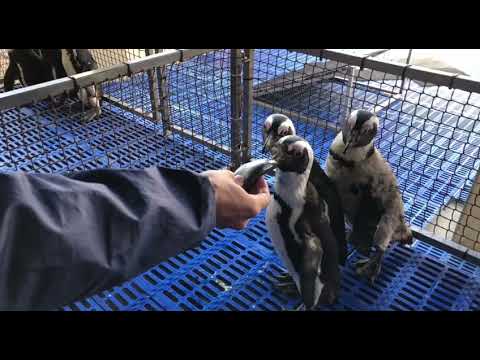 Volunteer Antoine feeding rescued African penguins at his Marine Conservation project