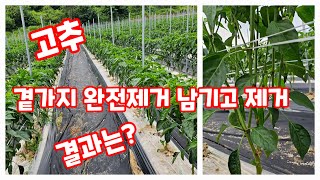 고추 곁가지 제거 완전제거 그리고 일부제거 비교영상 [고추재배방법]