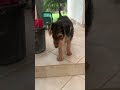 Airedale Terrier puppy for sale