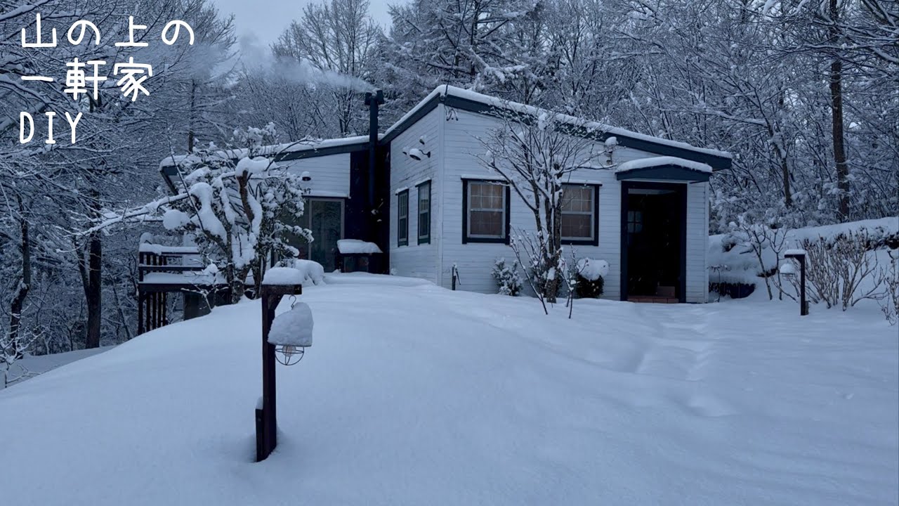 冬から春へ。木登り目線とレイズドベッドのチューリップ。アキラ先輩としまこさん2025。Winter to spring. Treetop view and raised bed tulips.