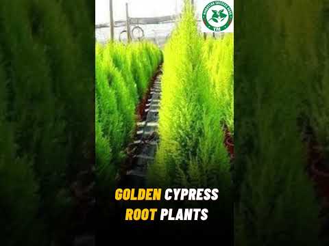 Golden Cypress Plant