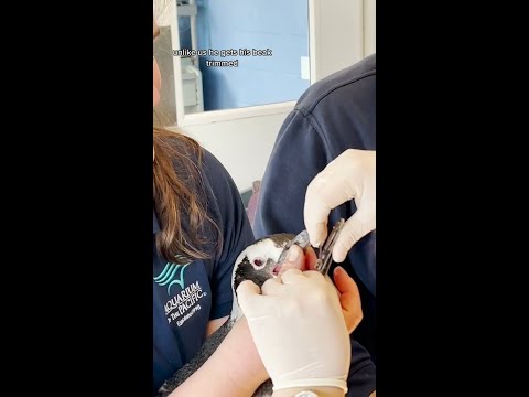 Wally the Penguin's Checkup
