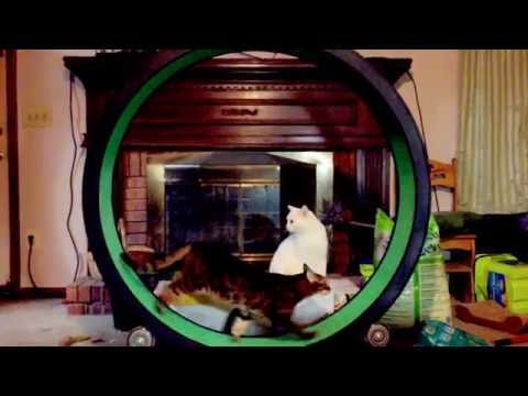 Mikey supervising Dagger on cat wheel